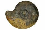 Iron Replaced Ammonite Fossil - Boulemane, Morocco #164462-1